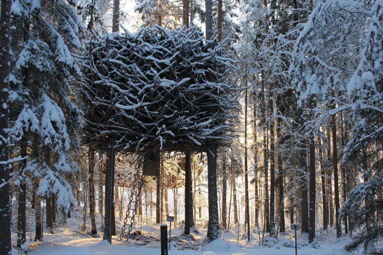 birds nest 768x512
